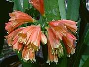  Clivea Nobilis